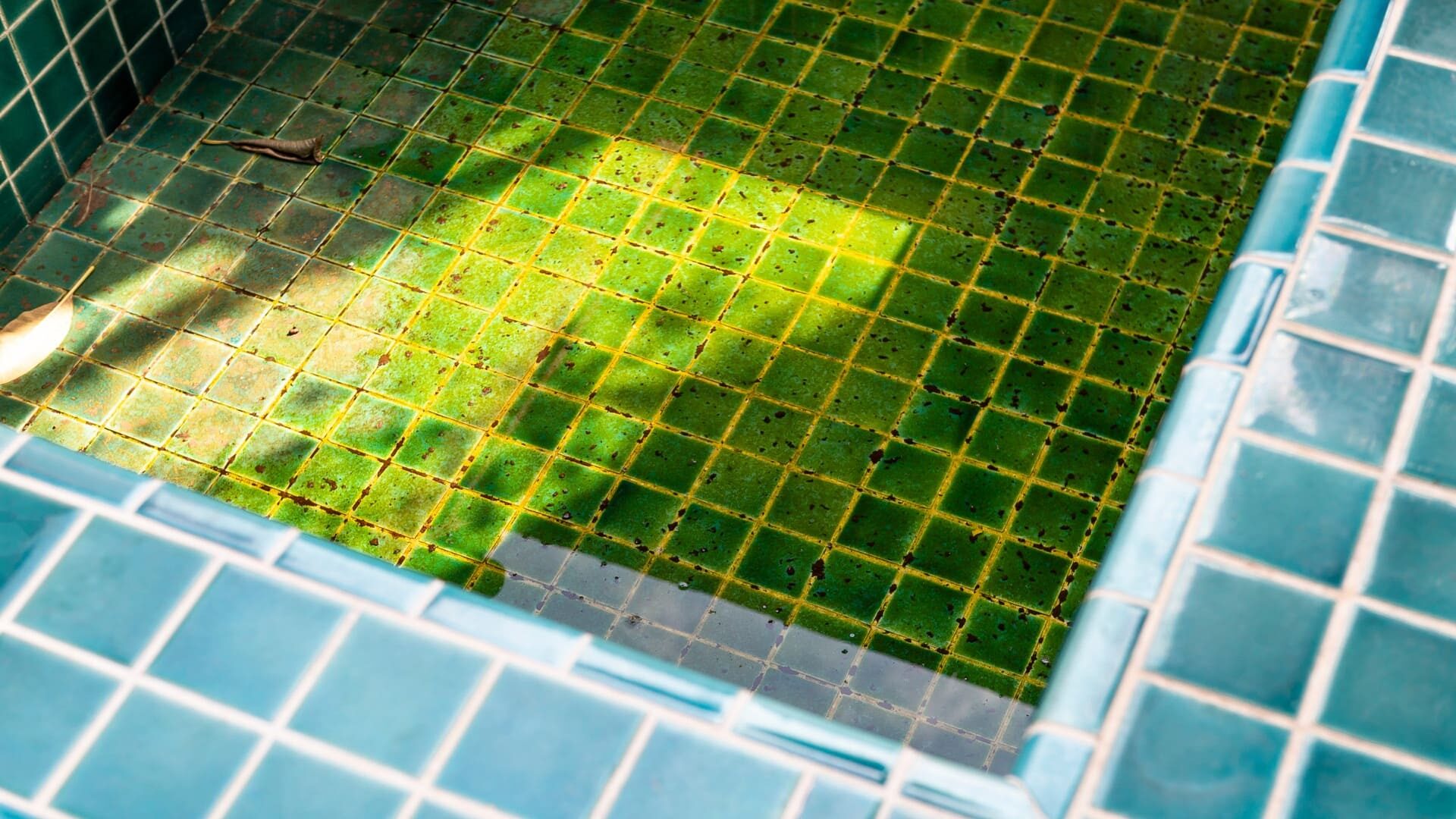 Fondo della piscina con alghe